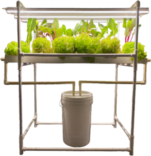Perfect NFT Hydroponic Kits for Homes!